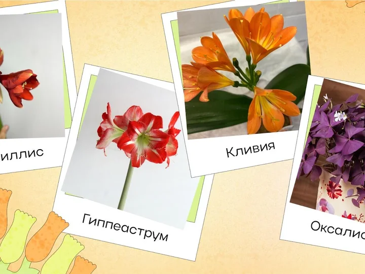 Комнатные растения с фото и названиями